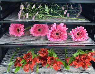 Bloemen drogen
