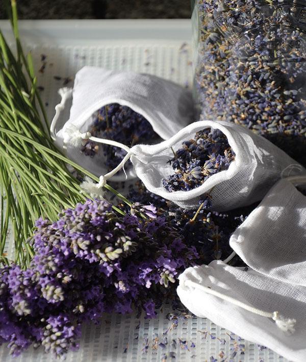 Lavendel drogen
