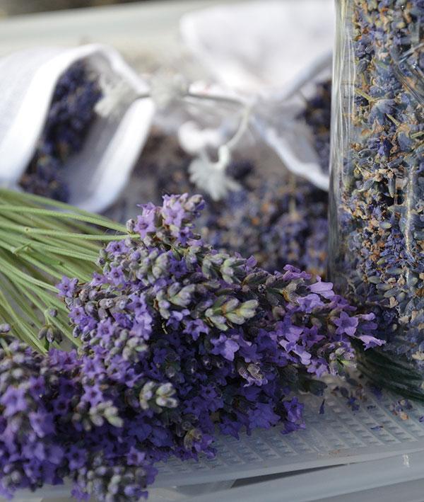 Lavendel informatie