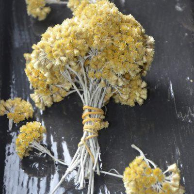 Kerrieplant bloemen drogen