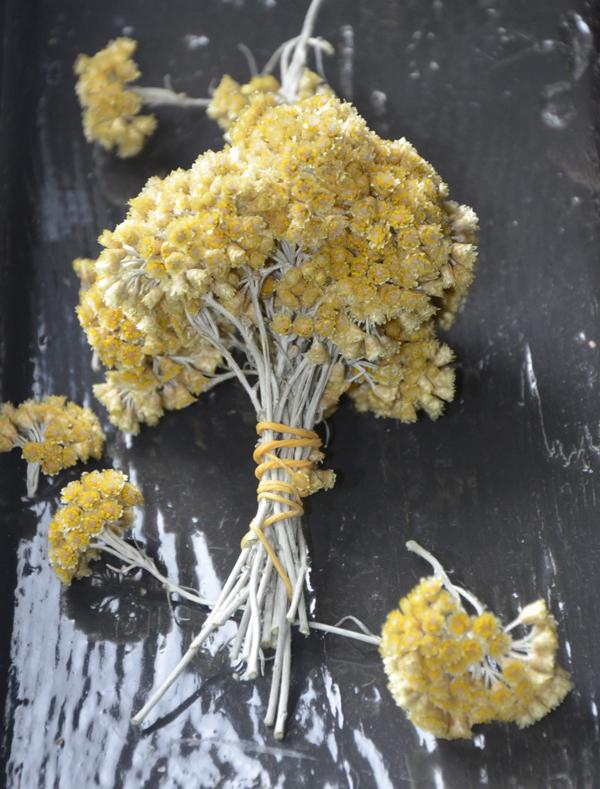 Bloemen van de kerrieplant drogen
