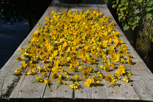 Tinctuur van goudsbloem maken
